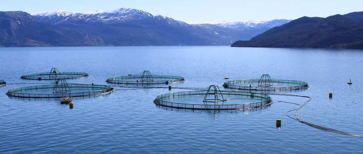 Side channel blower for aquaculture 