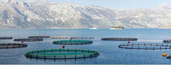 Recirculating Aquaculture System