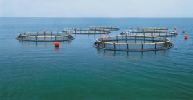 Advantages of Roots Blower in Aquaculture Application